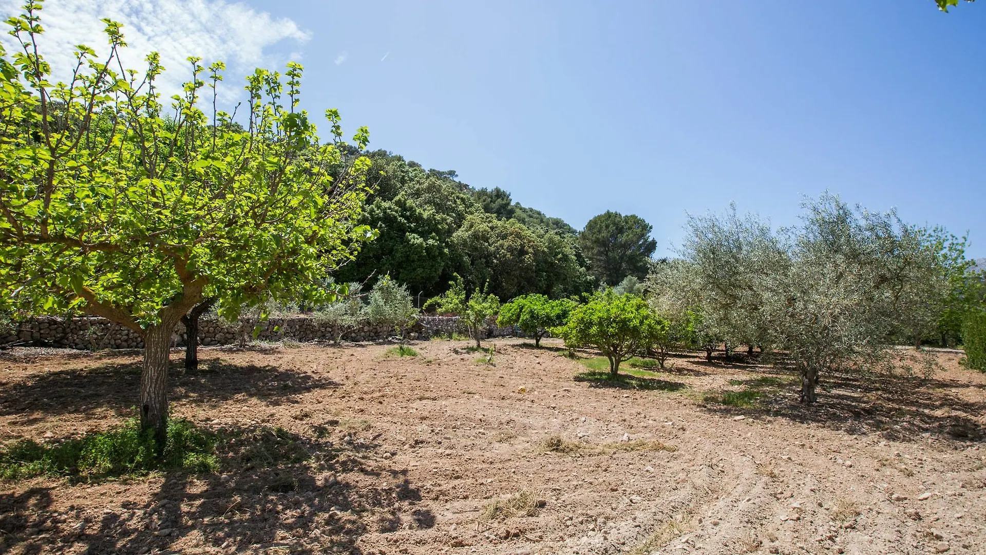 Can Torres Pollensa Hiszpania